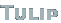 Tulip